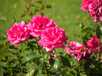  roses, pépinière
